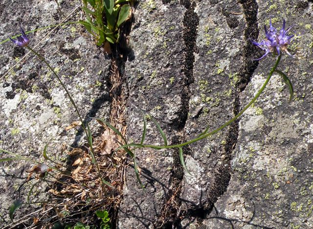Phyteuma scheuchzeri / Raponzolo di Scheuchzer